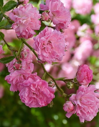 roses maroc