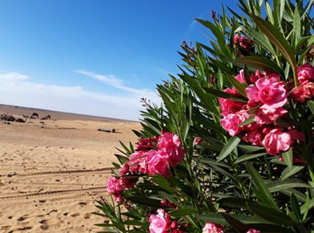 circuit Merzouga 3 jours au départ de Marrakech