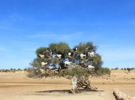 Essaouira
