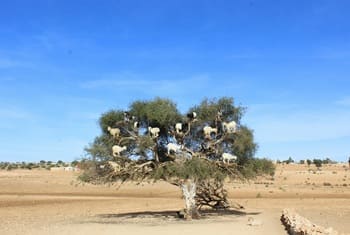 circuit Essaouira désert 5 jours
