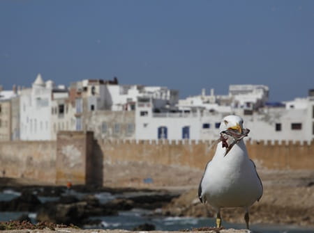 Essaouira