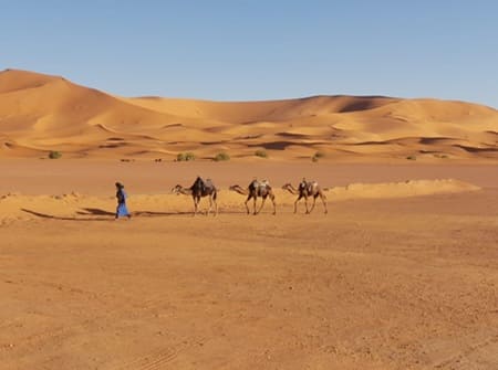 Merzouga dromadaires