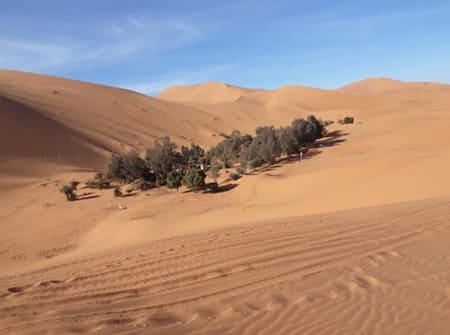 Merzouga oasis