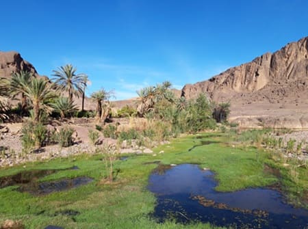 Oasis de Fint