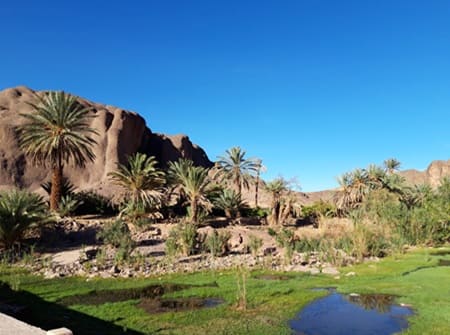 excursion Ouarzazate Oasis de Fint