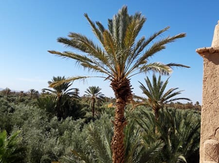 Oasis de Skoura