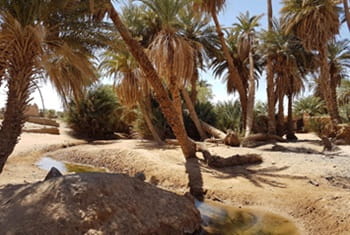 Oasis sacrée 