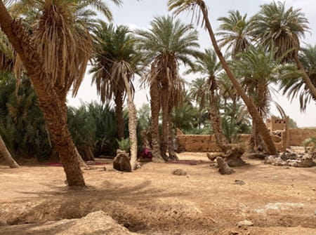 Oasis sacrée