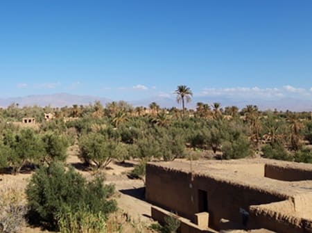 Excursion Ouarzazate Oasis de Skoura