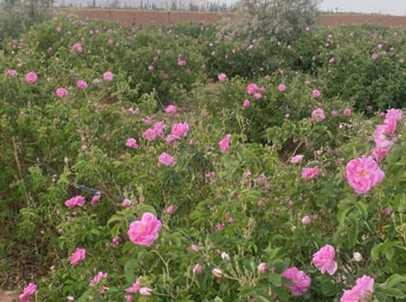 Vallée des roses