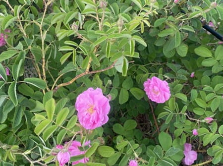 Vallée des roses Maroc