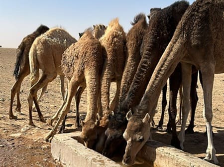 dromadaires Erg Chegaga désert Maroc