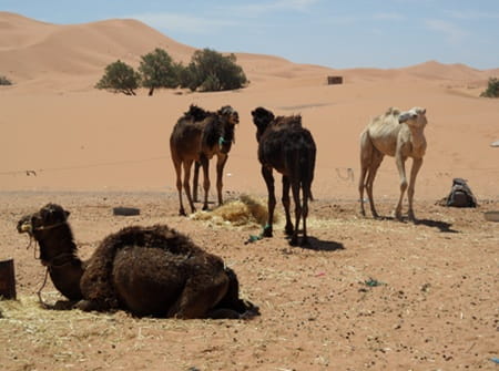 dromadaires merzouga