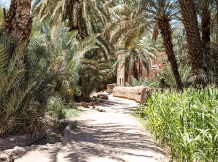 palmeraie zagora