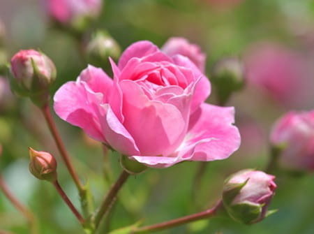 roses Maroc
