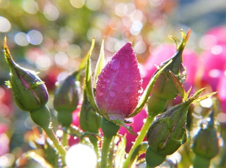 roses Maroc