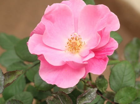 roses Maroc