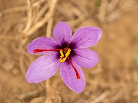 Safran fleur