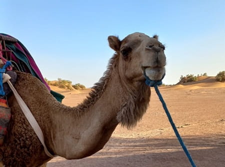 trek desert maroc