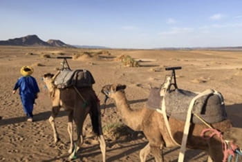 Zagora dromadaires