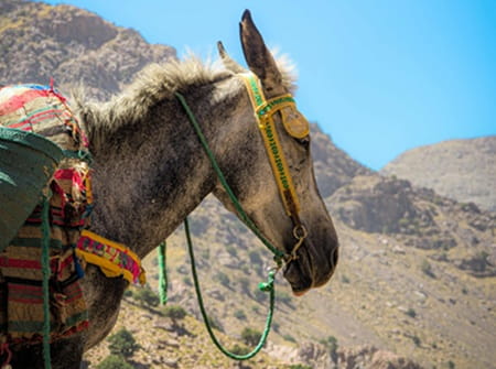 Haut Atlas Maroc, excursion Imlil depuis Marrakech