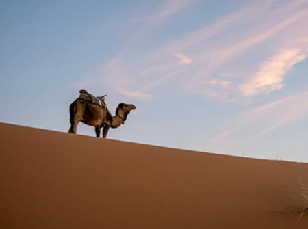 desert dromadaire