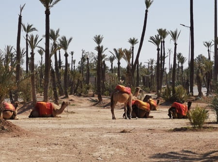 dromadaires palmeraie marrakech, balade chameau marrakech