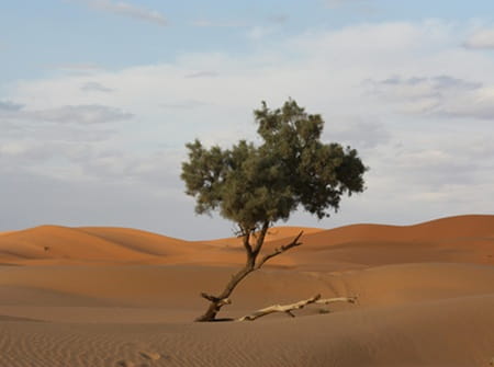 désert Maroc Sahara dunes arbre