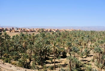 palmeraie N'Kob Maroc