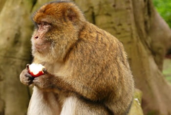 Azrou Maroc macaques