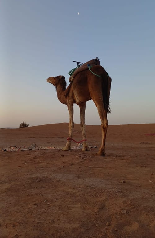 désert Mhamid Maroc