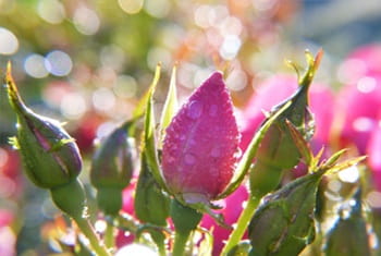 Vallée des roses Maroc