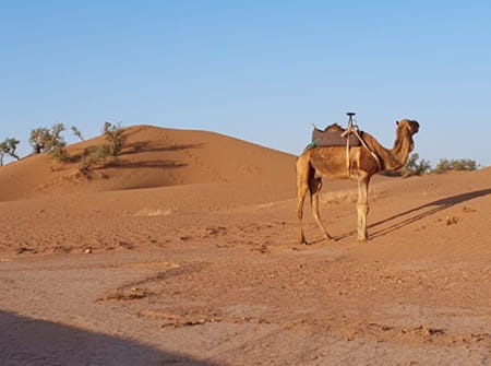 M'hamid Maroc