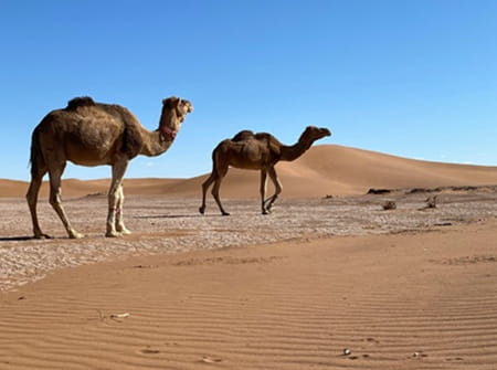 Dromadaires Erg Chegaga dunes