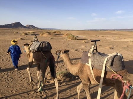 Zagora dromadaires