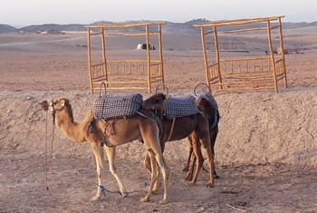Agafay camels