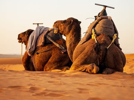 Merzouga dromadaires 