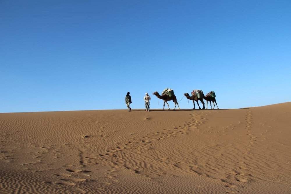 excursion chameaux désert marocain