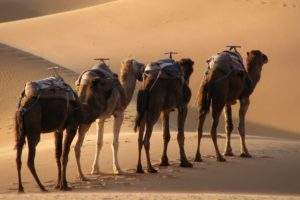 excursion désert maroc