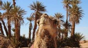 excursion désert Marrakech dromadaires