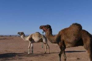 séjour désert maroc