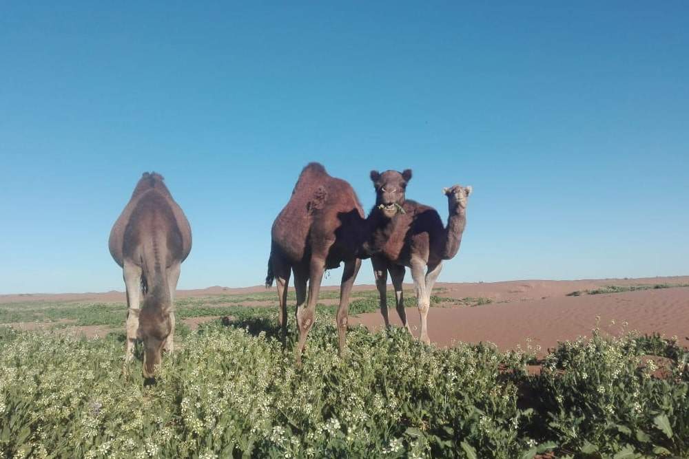 excursion Sahara Maroc