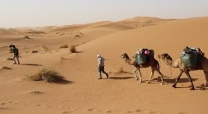 morocco camel trekking