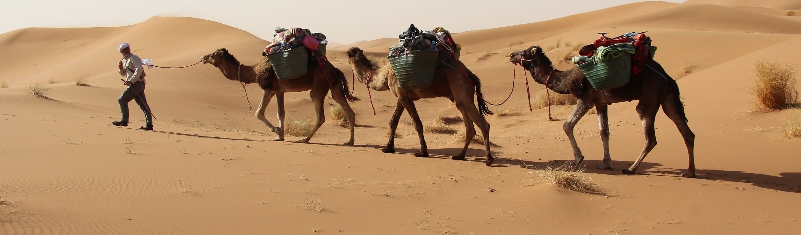 M'hamid camel tour