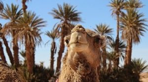 camel ride Marrakech