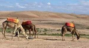 camel ride Marrakech