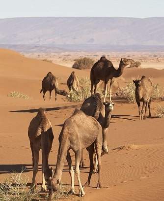 trek désert marocain