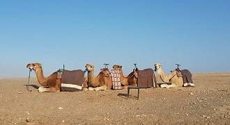 excursion chameau Marrakech