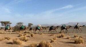 camel tour m'hamid