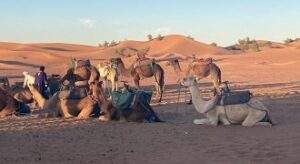 Camel trek M'hamid